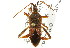  (Leptoglossus occidentalis - CNC#HEM302346)  @14 [ ] CreativeCommons - Attribution (2011) CNC/CBG Photography Group Centre for Biodiversity Genomics