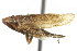  ( - CNC#HEM400036)  @11 [ ] CreativeCommons - Attribution (2011) CNC/CBG Photography Group Centre for Biodiversity Genomics