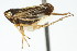  (Evacanthus nigramericanus - CNC#HEM400102)  @13 [ ] CreativeCommons - Attribution (2011) CNC/CBG Photography Group Centre for Biodiversity Genomics