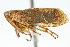  (Lystridea nuda - CNC#HEM400113)  @11 [ ] CreativeCommons - Attribution (2011) CNC/CBG Photography Group Centre for Biodiversity Genomics