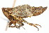  (Lystridea - CNC#HEM400116)  @14 [ ] CreativeCommons - Attribution (2011) CNC/CBG Photography Group Centre for Biodiversity Genomics