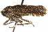  (Bathysmatophorinae - CNC#HEM400125)  @14 [ ] CreativeCommons - Attribution (2011) CNC/CBG Photography Group Centre for Biodiversity Genomics