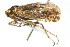  (Bathysmatophorinae - CNC#HEM400126)  @14 [ ] CreativeCommons - Attribution (2011) CNC/CBG Photography Group Centre for Biodiversity Genomics