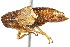  ( - CNC#HEM400127)  @13 [ ] CreativeCommons - Attribution (2011) CNC/CBG Photography Group Centre for Biodiversity Genomics