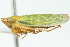  (Draeculacephala crassicornis - CNC#HEM400226)  @14 [ ] CreativeCommons - Attribution (2011) CNC/CBG Photography Group Centre for Biodiversity Genomics