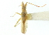  (Trigonotylus flavicornis - CNC#PBI00394653)  @13 [ ] CreativeCommons - Attribution (2011) CNC/CBG Photography Group Centre for Biodiversity Genomics