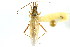  ( - CNC#PBI00394722)  @11 [ ] CreativeCommons - Attribution (2011) CNC/CBG Photography Group Centre for Biodiversity Genomics