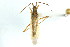  ( - CNC#PBI00394725)  @13 [ ] CreativeCommons - Attribution (2011) CNC/CBG Photography Group Centre for Biodiversity Genomics