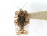  (Corythucha bellula - CNC#HEM301102)  @11 [ ] CreativeCommons - Attribution (2011) CNC/CBG Photography Group Centre for Biodiversity Genomics