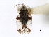  (Corythucha celtidis - CNC#HEM301104)  @11 [ ] CreativeCommons - Attribution (2011) CNC/CBG Photography Group Centre for Biodiversity Genomics