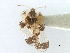  (Corythucha coryli - CNC#HEM301110)  @11 [ ] CreativeCommons - Attribution (2011) CNC/CBG Photography Group Centre for Biodiversity Genomics