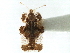  (Corythucha cydoniae - CNC#HEM301114)  @14 [ ] CreativeCommons - Attribution (2011) CNC/CBG Photography Group Centre for Biodiversity Genomics