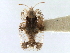  (Corythucha heidemanni - CNC#HEM301127)  @11 [ ] CreativeCommons - Attribution (2011) CNC/CBG Photography Group Centre for Biodiversity Genomics