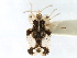  (Corythucha padi - CNC#HEM301139)  @13 [ ] CreativeCommons - Attribution (2011) CNC/CBG Photography Group Centre for Biodiversity Genomics