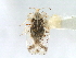  (Corythucha salicata - CNC#HEM301142)  @13 [ ] CreativeCommons - Attribution (2011) CNC/CBG Photography Group Centre for Biodiversity Genomics