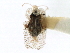  (Corythucha pallipes - CNC#HEM301147)  @14 [ ] CreativeCommons - Attribution (2011) CNC/CBG Photography Group Centre for Biodiversity Genomics