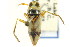  (Notonecta unifasciata - CNC#HEM302428)  @14 [ ] CreativeCommons - Attribution (2011) CNC/CBG Photography Group Centre for Biodiversity Genomics