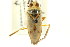  (Notonecta spinosa - CNC#HEM302430)  @11 [ ] CreativeCommons - Attribution (2011) CNC/CBG Photography Group Centre for Biodiversity Genomics