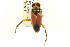  (Notonecta robusta - CNC#HEM302442)  @11 [ ] CreativeCommons - Attribution (2011) CNC/CBG Photography Group Centre for Biodiversity Genomics