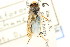  ( - CNC#HEM302544)  @11 [ ] CreativeCommons - Attribution (2011) CNC/CBG Photography Group Centre for Biodiversity Genomics