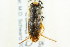  (Arctocorisa sutilis - CNC#HEM302551)  @11 [ ] CreativeCommons - Attribution (2011) CNC/CBG Photography Group Centre for Biodiversity Genomics
