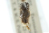  (Agraptocorixa parvipunctata - CNC#HEM302764)  @13 [ ] CreativeCommons - Attribution (2011) CNC/CBG Photography Group Centre for Biodiversity Genomics