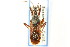  (Rhynocoris americanus - CNC#HEM302877)  @11 [ ] CreativeCommons - Attribution (2011) CNC/CBG Photography Group Centre for Biodiversity Genomics