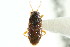  (Rhyparochromidae - CNC#HEM303039)  @15 [ ] CreativeCommons - Attribution (2011) CNC/CBG Photography Group Centre for Biodiversity Genomics