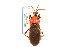  (Reduviidae - CNC#HEM303256)  @15 [ ] CreativeCommons - Attribution (2011) CNC/CBG Photography Group Centre for Biodiversity Genomics