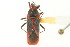  (Caenocoris nerii - CNC#HEM400584)  @14 [ ] CreativeCommons - Attribution (2011) CNC/CBG Photography Group Centre for Biodiversity Genomics