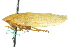  (Gyponana protenta - CNC#HEM400767)  @11 [ ] CreativeCommons - Attribution (2011) CNC/CBG Photography Group Centre for Biodiversity Genomics