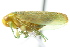  ( - CNC#HEM400883)  @13 [ ] CreativeCommons - Attribution (2011) CNC/CBG Photography Group Centre for Biodiversity Genomics