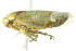  (Momoria rufoscutellata - CNC#HEM400900)  @11 [ ] CreativeCommons - Attribution (2011) CNC/CBG Photography Group Centre for Biodiversity Genomics