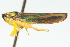  (Graphocephala coccinea - CNC#HEM401052)  @12 [ ] CreativeCommons - Attribution (2011) CNC/CBG Photography Group Centre for Biodiversity Genomics