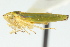  (Graphocephala rufimargo - CNC#HEM401055)  @14 [ ] CreativeCommons - Attribution (2011) CNC/CBG Photography Group Centre for Biodiversity Genomics