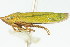  (Helochara delta - CNC#HEM401066)  @14 [ ] CreativeCommons - Attribution (2011) CNC/CBG Photography Group Centre for Biodiversity Genomics