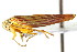  (Graphocephala aurora - CNC#HEM401077)  @14 [ ] CreativeCommons - Attribution (2011) CNC/CBG Photography Group Centre for Biodiversity Genomics