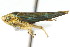  (Graphocephala ignava - CNC#HEM401079)  @14 [ ] CreativeCommons - Attribution (2011) CNC/CBG Photography Group Centre for Biodiversity Genomics