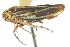  (Graphocephala marathonensis - CNC#HEM401082)  @11 [ ] CreativeCommons - Attribution (2011) CNC/CBG Photography Group Centre for Biodiversity Genomics