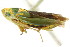  (Graphocephala cythura - CNC#HEM401083)  @14 [ ] CreativeCommons - Attribution (2011) CNC/CBG Photography Group Centre for Biodiversity Genomics