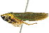  (Graphocephala psephena - CNC#HEM401115)  @14 [ ] CreativeCommons - Attribution (2011) CNC/CBG Photography Group Centre for Biodiversity Genomics