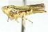  (Graphocephala uhleri - CNC#HEM401125)  @14 [ ] CreativeCommons - Attribution (2011) CNC/CBG Photography Group Centre for Biodiversity Genomics