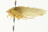  (Gyponana cunea - CNC#HEM401245)  @13 [ ] CreativeCommons - Attribution (2011) CNC/CBG Photography Group Centre for Biodiversity Genomics