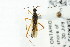  (Collaria - CNC#PBI00394790)  @14 [ ] CreativeCommons - Attribution (2011) CNC/CBG Photography Group Centre for Biodiversity Genomics