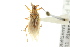  (Acetropis americana - CNC#PBI00394811)  @11 [ ] CreativeCommons - Attribution (2011) CNC/CBG Photography Group Centre for Biodiversity Genomics