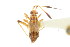  (Actinocoris signatus - CNC#PBI00394814)  @13 [ ] CreativeCommons - Attribution (2011) CNC/CBG Photography Group Centre for Biodiversity Genomics