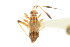  (Actinocoris - CNC#PBI00394814)  @13 [ ] CreativeCommons - Attribution (2011) CNC/CBG Photography Group Centre for Biodiversity Genomics