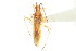  (Autumnimiris koebelei - CNC#PBI00394822)  @11 [ ] CreativeCommons - Attribution (2011) CNC/CBG Photography Group Centre for Biodiversity Genomics