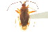  (Adelphocoris rapidus - CNC#HEM039555-1)  @14 [ ] CreativeCommons - Attribution (2011) CNC/CBG Photography Group Centre for Biodiversity Genomics