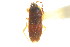  (Lanchnophorus flavus - CNC#HEM303492)  @11 [ ] CreativeCommons - Attribution (2011) CNC/CBG Photography Group Centre for Biodiversity Genomics